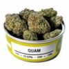 Space Monkey Quam