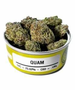 Space Monkey Quam