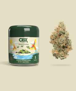 Cannabiotix Tropicanna Cannabiotix Tropicanna