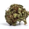 Brain Freeze Strain