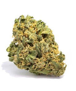 Hash Plant Strain Hash Plant Strain