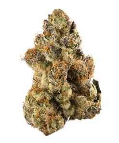 Gelato Strain