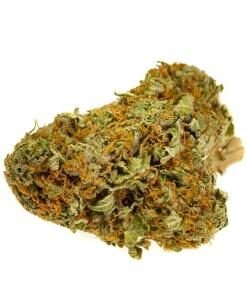 Harlequin Strain