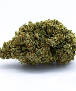 High Octane Strain High Octane Strain