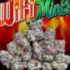Jungle Boys Wifi Mint