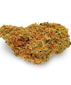 Sour Cheese Strain