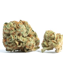 Tahoe OG Kush Strain Tahoe OG Kush Strain