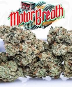 Jungle Boys Motor Breath