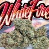 Jungle Boys White Fire