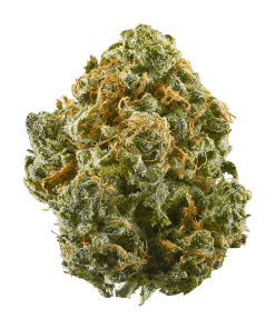 Blue Dream Strain Blue Dream Strain