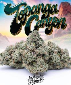 Jungle Boys Topanga Canyon Jungle Boys Topanga Canyon